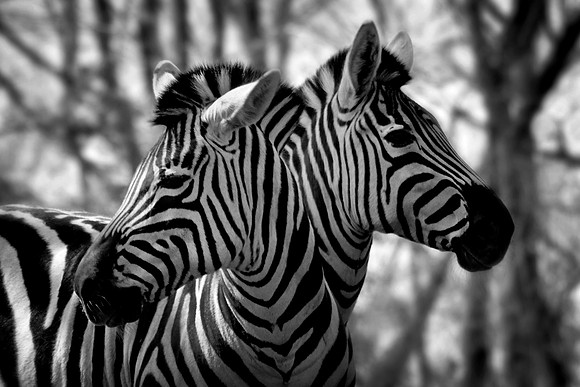 ZebraHeads -JDA2