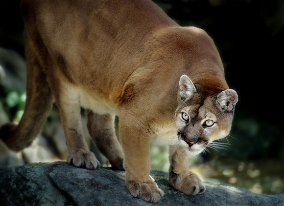 Cougar1 -JDA2