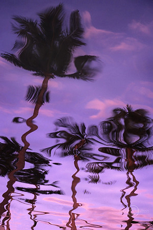 WavyPalms2 JDA2 LRC