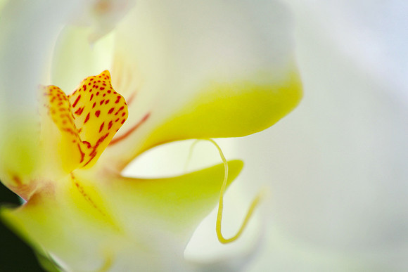 Nature 1 (4)