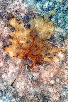 LeafinIce -JDA2 Sndwch2019Edit LRC2