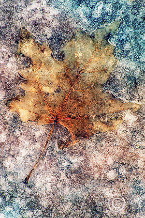 LeafinIce -JDA2 Sndwch2019Edit LRC2