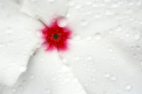 White Vinca JDAsftLRC