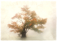 old tree copyJDA6blend LRC
