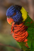 Lorikeet2 JDA LRC
