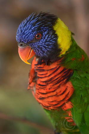 Lorikeet2 JDA LRC