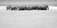 _DSC4417JDAbw