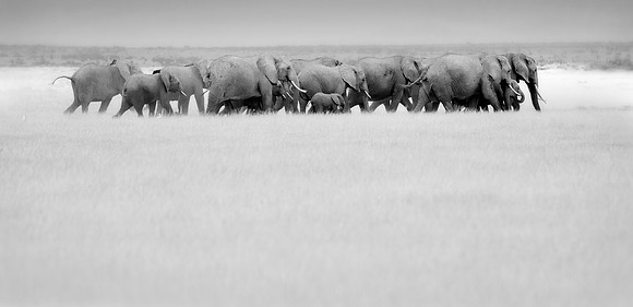 _DSC4417JDAbw