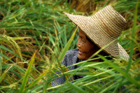Rice lady1 A