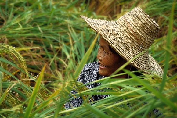 Rice lady1 A