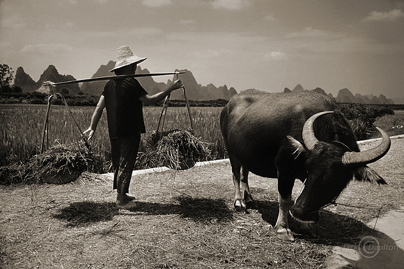 Farmer&Ox A bw
